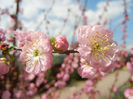 Prunus triloba (2013, April 14)