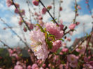 Prunus triloba (2013, April 14)