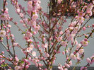 Prunus triloba (2013, April 15)