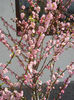 Prunus triloba (2013, April 15)
