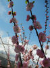 Prunus triloba (2013, April 15)