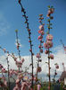 Prunus triloba (2013, April 15)