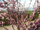 Prunus triloba (2013, April 15)