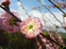 Prunus triloba (2013, April 15)