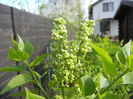 White Lilac Tree (2013, April 15)