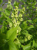 White Lilac Tree (2013, April 15)