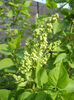 White Lilac Tree (2013, April 15)