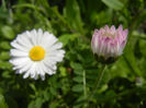Bellis perennis (2013, April 15)
