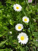 Bellis perennis (2013, April 15)