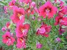 Schizanthus pinnatus Red (2013, Apr.14)