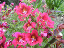 Schizanthus pinnatus Red (2013, Apr.14)