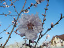 Prunus persica Davidii (2013, April 14)