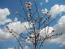 Prunus persica Davidii (2013, April 14)