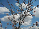Prunus persica Davidii (2013, April 14)