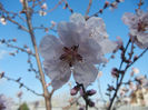 Prunus persica Davidii (2013, April 14)