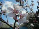 Prunus persica Davidii (2013, April 15)