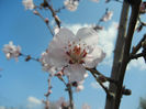 Prunus persica Davidii (2013, April 15)