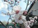 Prunus persica Davidii (2013, April 15)