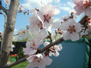 Prunus persica Davidii (2013, April 15)