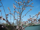 Prunus persica Davidii (2013, April 15)