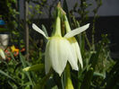Narcissus Thalia (2013, April 15)