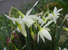 Narcissus Thalia (2013, April 15)