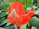 Tulipa Giant Parrot (2013, April 15)