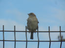 House Sparrow_Vrabiuta (2013, Apr.15)