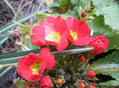 Red Primula (2013, April 09)