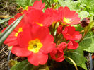 Red Primula (2013, April 14)