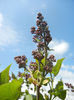 Syringa vulgaris_Lilac (2013, April 15)