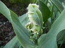 Tulipa Parrot (2013, April 15)