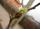 Pear Tree Buds_Muguri (2013, April 05)