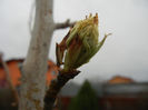 Pear Tree Buds_Muguri (2013, April 05)