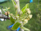 Pear Tree Blossom (2013, April 15)