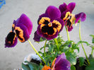 DSCN3908