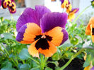 DSCN3921