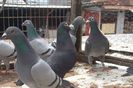 SAM_9042