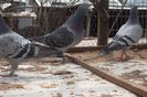 SAM_9048
