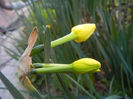 Narcissus Pipit (2013, April 14)