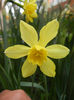 Narcissus Pipit (2013, April 16)