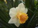 Narcissus Salome (2013, April 16)