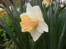 Narcissus Salome (2013, April 16)