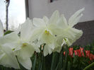 Narcissus Thalia (2013, April 16)