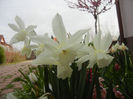 Narcissus Thalia (2013, April 16)