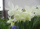 Narcissus Thalia (2013, April 16)