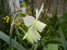 Narcissus Thalia (2013, April 16)