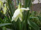 Narcissus Thalia (2013, April 16)