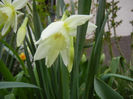 Narcissus Thalia (2013, April 16)