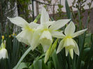 Narcissus Thalia (2013, April 16)